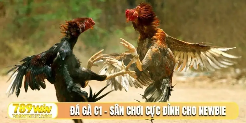 Đá gà C1 - Sân chơi cực đỉnh cho newbie
